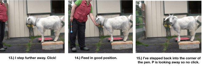 Goat Diaries Day 4 Two Platforms Pt 2 What a Nimble Goat -panels 13-15.png