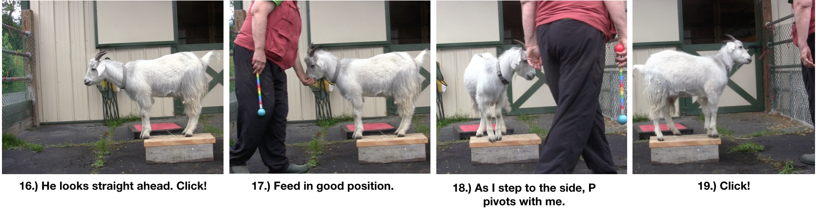 Goat Diaries Day 4 Two Platforms Pt 2 What a Nimble Goat -panels 16-20.png