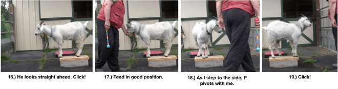 Goat Diaries Day 4 Two Platforms Pt 2 What a Nimble Goat -panels 16-20.png