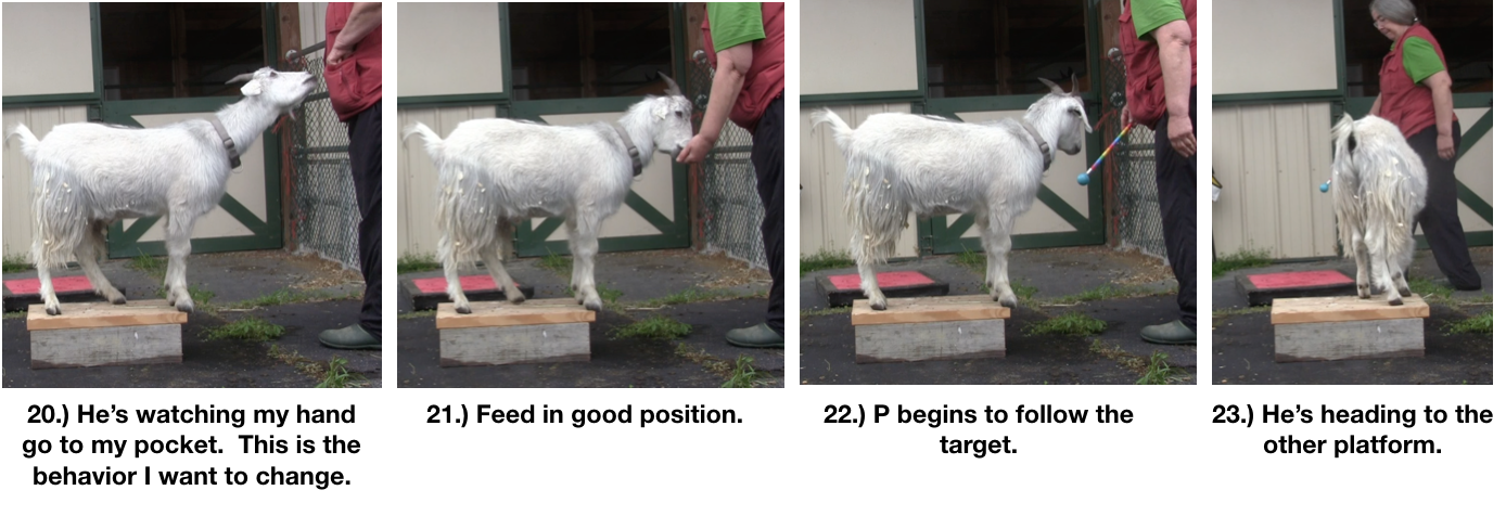 Goat Diaries Day 4 Two Platforms Pt 2 What a Nimble Goat -panels 20-24.png