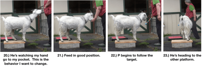 Goat Diaries Day 4 Two Platforms Pt 2 What a Nimble Goat -panels 20-24.png