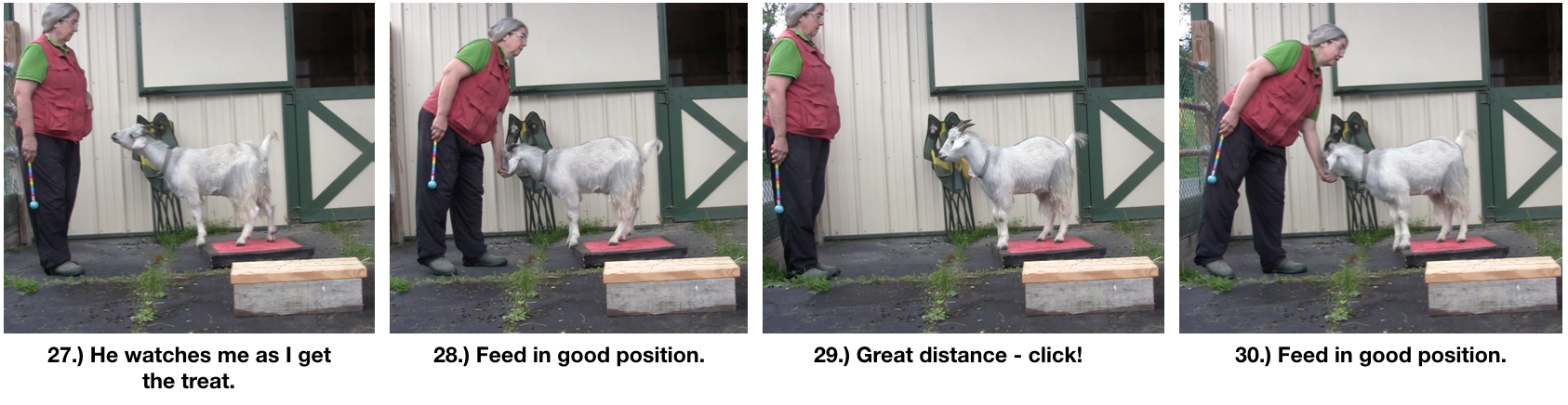Goat Diaries Day 4 Two Platforms Pt 2 What a Nimble Goat - panels 26-30.png