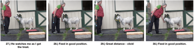 Goat Diaries Day 4 Two Platforms Pt 2 What a Nimble Goat - panels 26-30.png