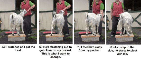 Goat Diaries Day 4 Two Platforms Pt 2 What a Nimble Goat - panels 5-8.png