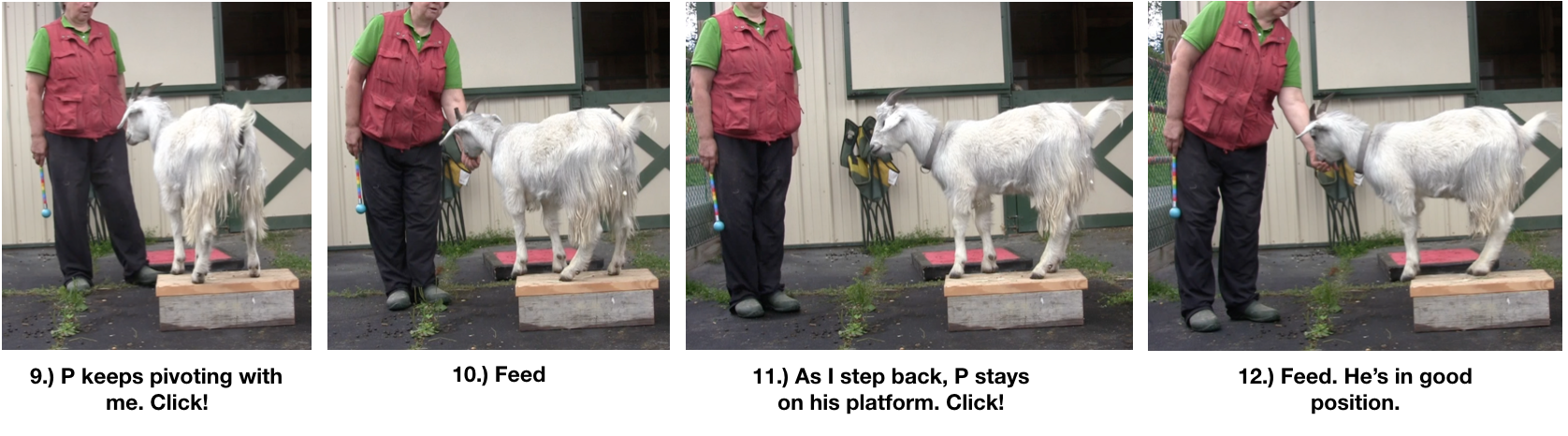 Goat Diaries Day 4 Two Platforms Pt 2 What a Nimble Goat - panels 9-12.png