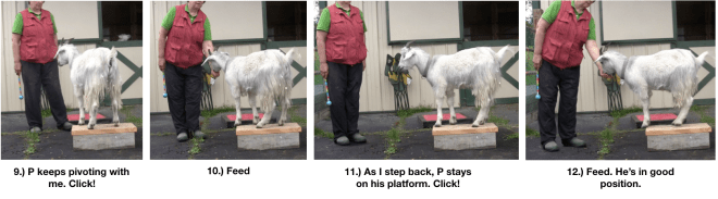 Goat Diaries Day 4 Two Platforms Pt 2 What a Nimble Goat - panels 9-12.png