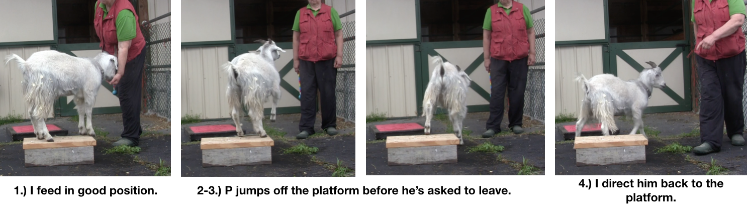 Goat Diaries Day 4 Two platforms Pt 3 - A Less Than Perfect Goat - panel 1.png