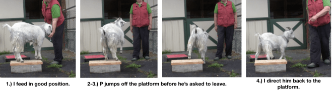 Goat Diaries Day 4 Two platforms Pt 3 - A Less Than Perfect Goat - panel 1.png