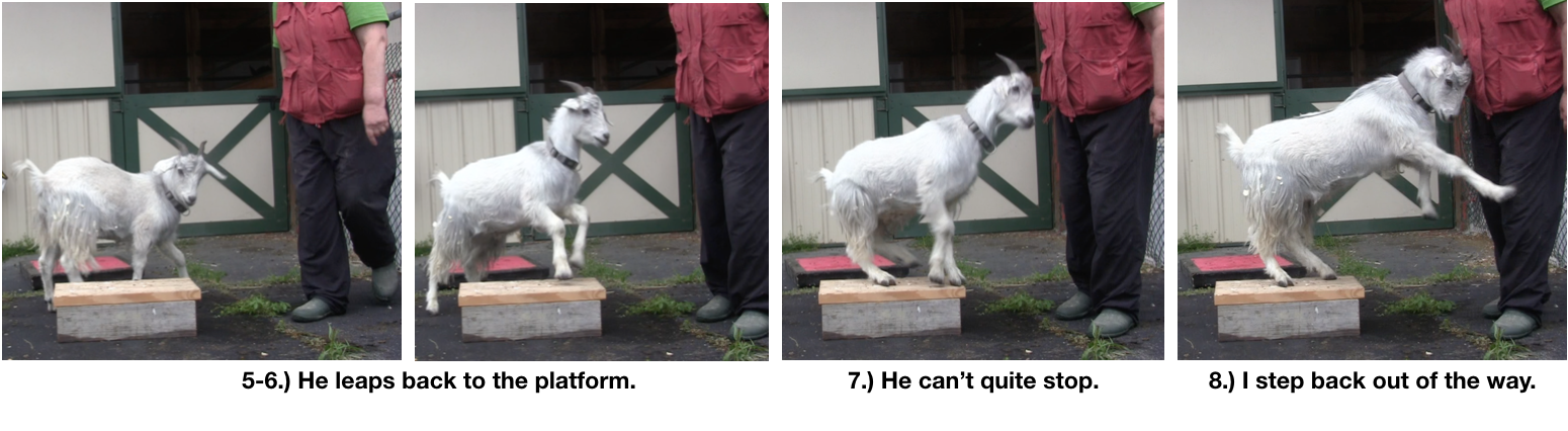 Goat Diaries Day 4 Two platforms Pt 3 - A Less Than Perfect Goat - panel 2.png