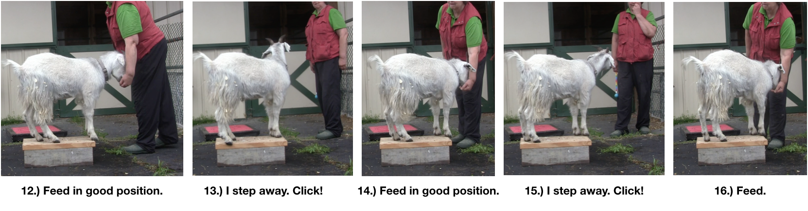 Goat Diaries Day 4 Two platforms Pt 3 - A Less Than Perfect Goat - panel 4.png