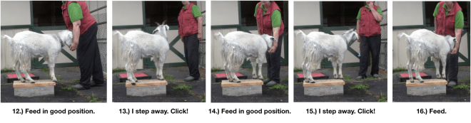 Goat Diaries Day 4 Two platforms Pt 3 - A Less Than Perfect Goat - panel 4.png