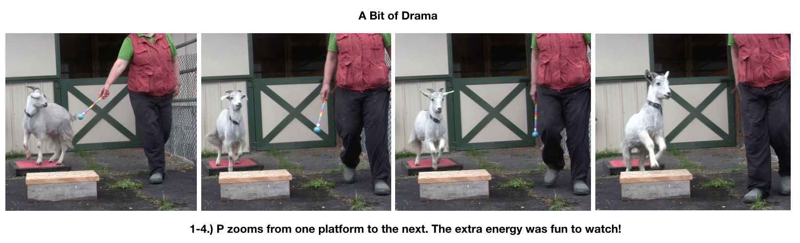 Goat Diaries Day 4 Two platforms Pt 3 - A Less Than Perfect Goat - panel 5.png