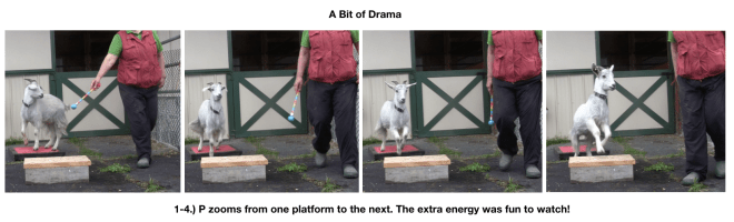 Goat Diaries Day 4 Two platforms Pt 3 - A Less Than Perfect Goat - panel 5.png