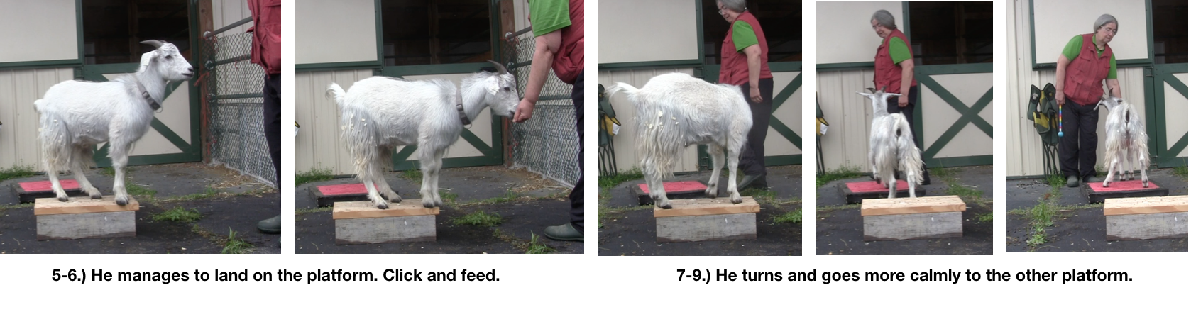 Goat Diaries Day 4 Two platforms Pt 3 - A Less Than Perfect Goat - panel 6.png