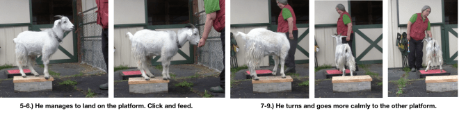 Goat Diaries Day 4 Two platforms Pt 3 - A Less Than Perfect Goat - panel 6.png