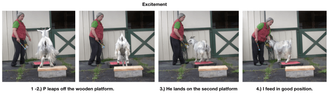 Goat Diaries Day 4  Two platforms Pt 5 Lots of energy into stillness - Excitement.png