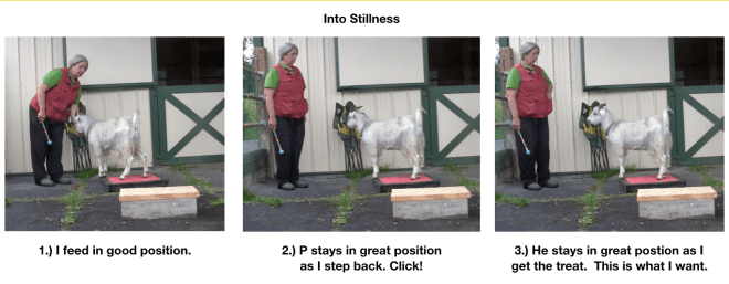 Goat Diaries Day 4  Two platforms Pt 5 Lots of energy into stillness - into stillness.png