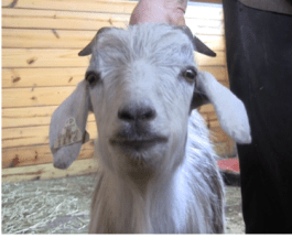 Goat Diaries E's Day 3 1st Platform Session - Begin With Bliss - 1 photo.png