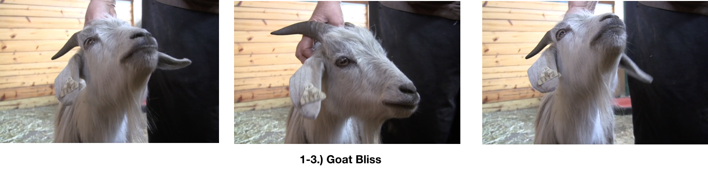 Goat Diaries E's Day 3 1st Platform Session - Begin With Bliss - Goat bliss 3 photos.png