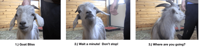 Goat Diaries E's Day 3 1st Platform Session - Begin With Bliss - Goat Bliss ends 3 photos.png