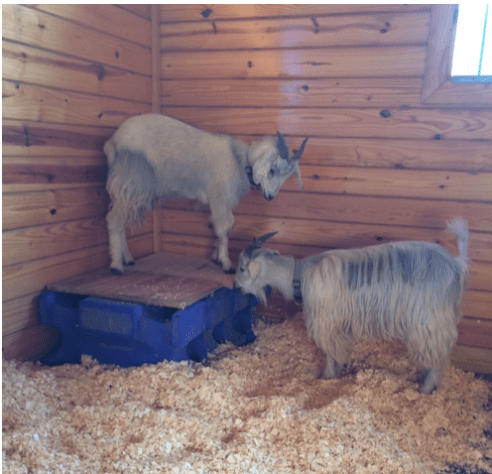 Goat on platform P up, E on floor.png