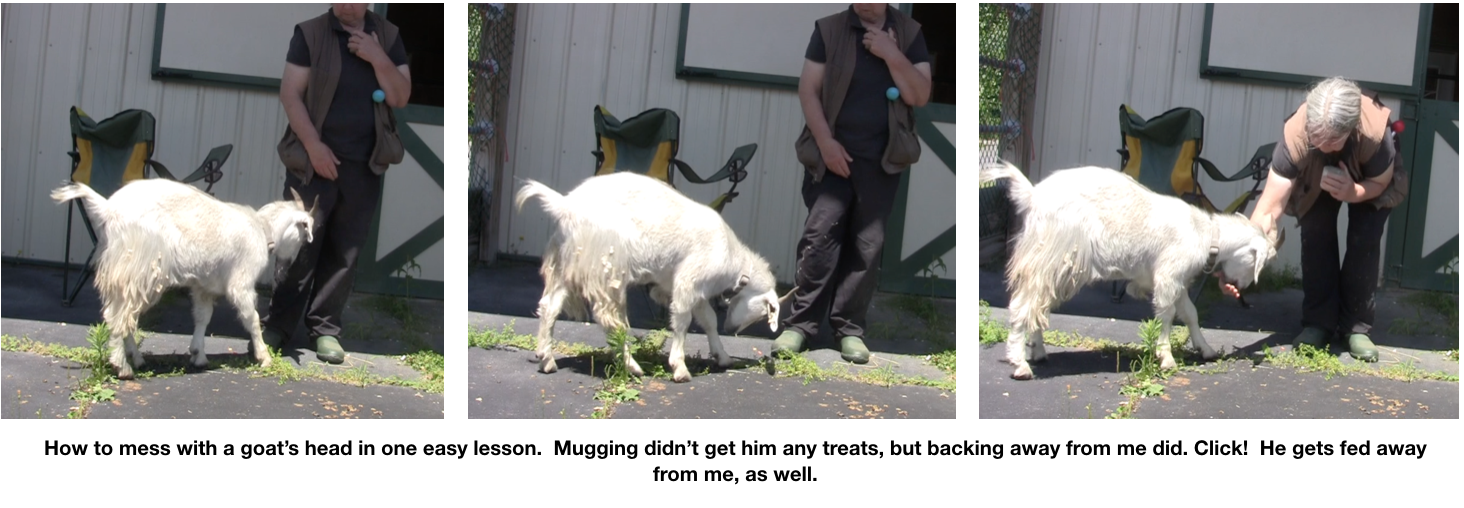 Goats Day 2 back up to get clicked 3 photos.png