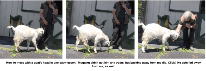 Goats Day 2 back up to get clicked 3 photos.png