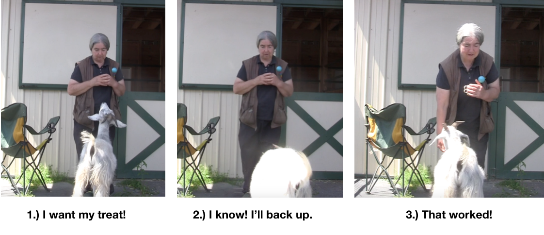 Goats Day 2 Backing Confirmed P 3 photos.png