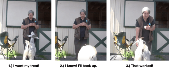 Goats Day 2 Backing Confirmed P 3 photos.png