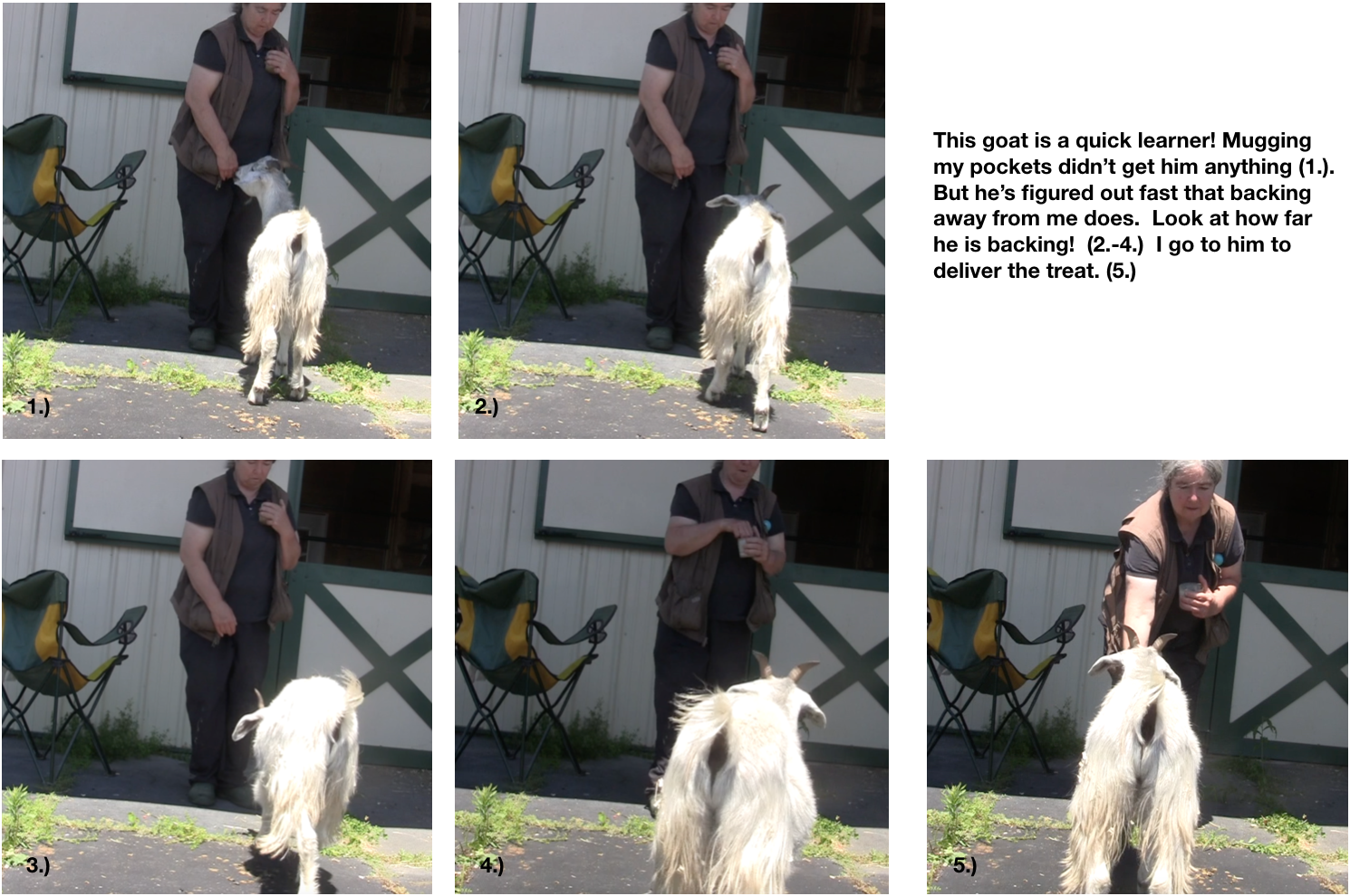 Goats day 2 Quick study 5 photos.png