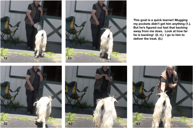 Goats day 2 Quick study 5 photos.png