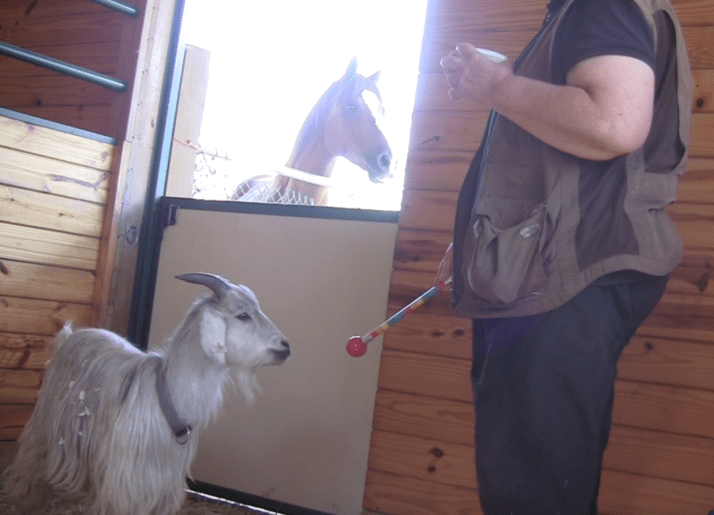 Goats day 2 target practice E - 1.png