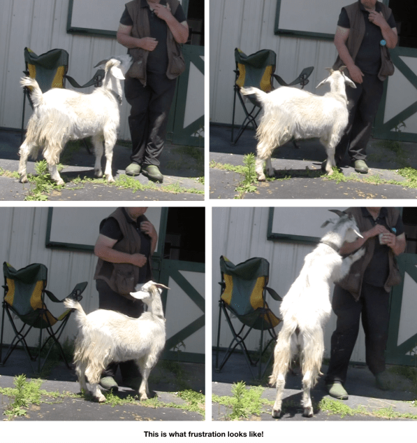 Goats day 2 what frustration looks like 4 photos.png