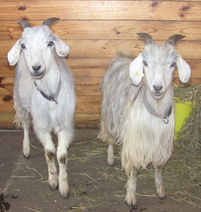 goats in stall Day 1