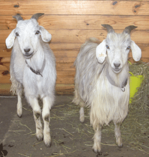 goats in stall Day 1