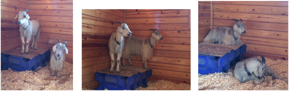 goats on platform 3 photos