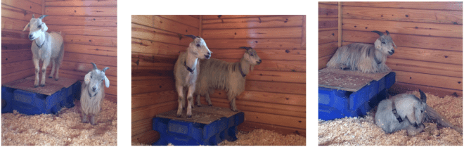 goats on platform 3 photos