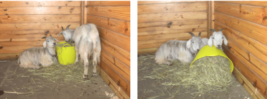 goats with hay bucket