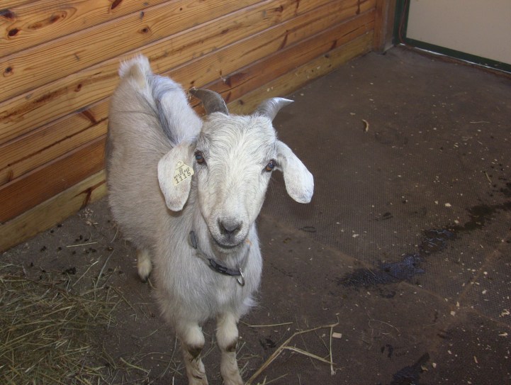 IMG_1563 goats who are you.jpg