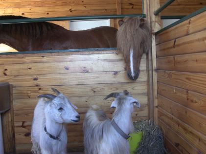 IMG_1569 Fengur looking at the goats