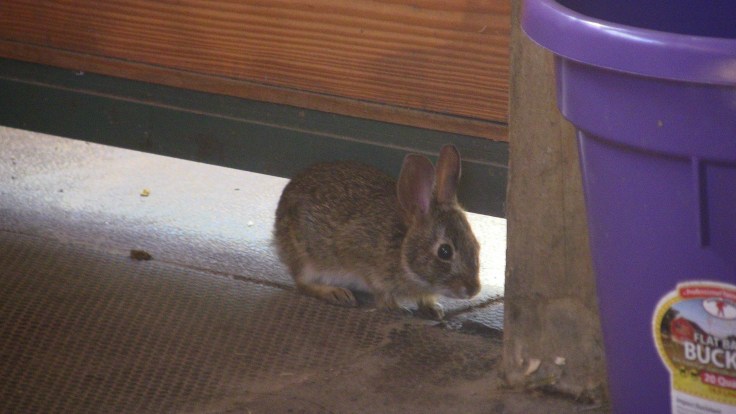 IMG_1582 goats rabbit in stall.jpg