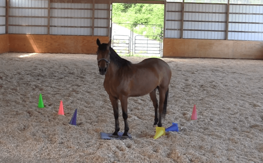 Robin in runway on mat.png