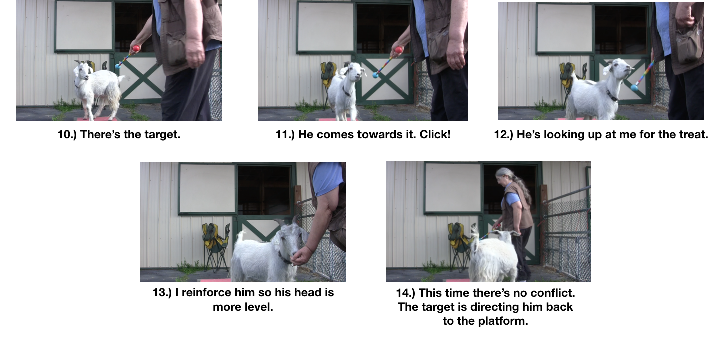 SGoat Diaries- Day 4- P's 11 am Session - goes to target 5 photos.png