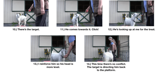 SGoat Diaries- Day 4- P's 11 am Session - goes to target 5 photos.png