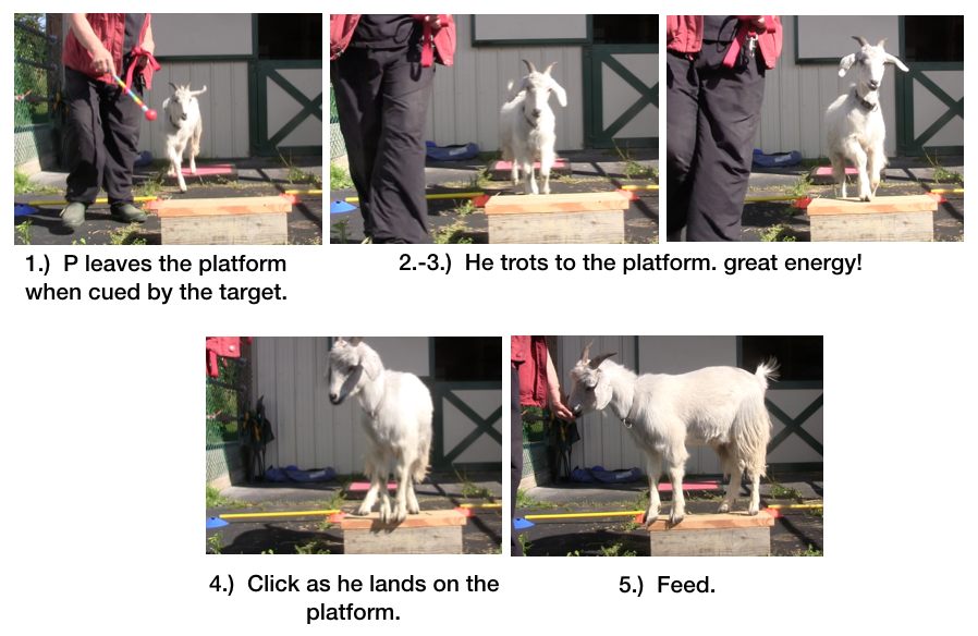 Diaries Day 6 Platform Progress with P -panel 2.png