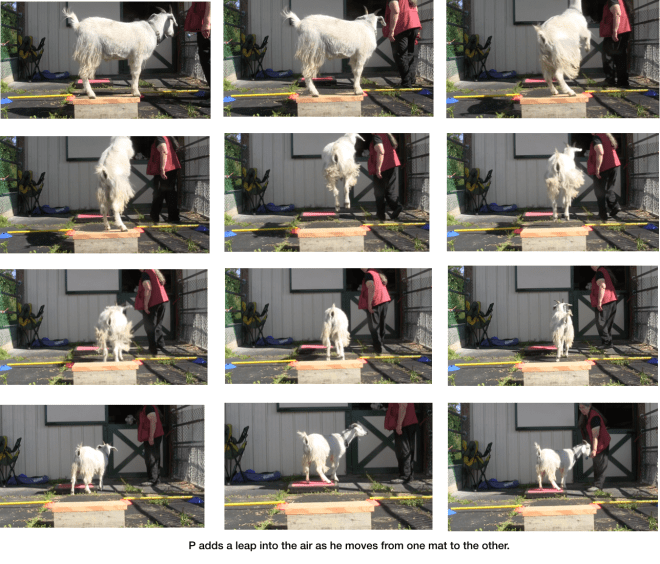 Diaries Day 6 Platform Progress with P -panel 6.png