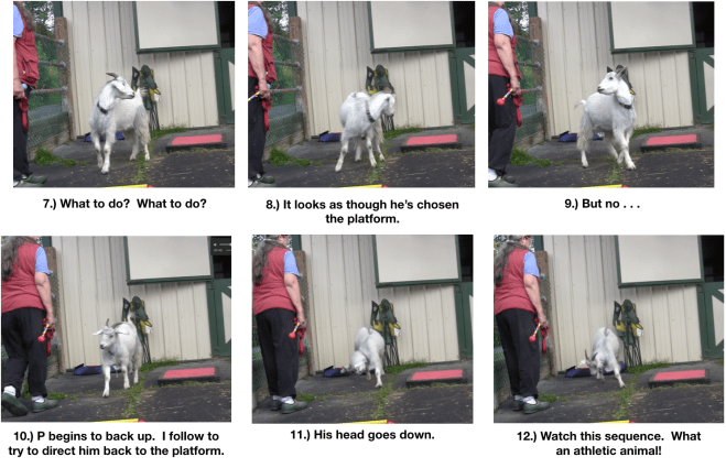 Goat diaries Day 5 P on platform - panel 2.png