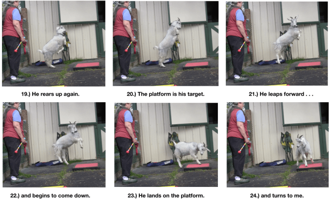 Goat diaries Day 5 P on platform - panel 4.png