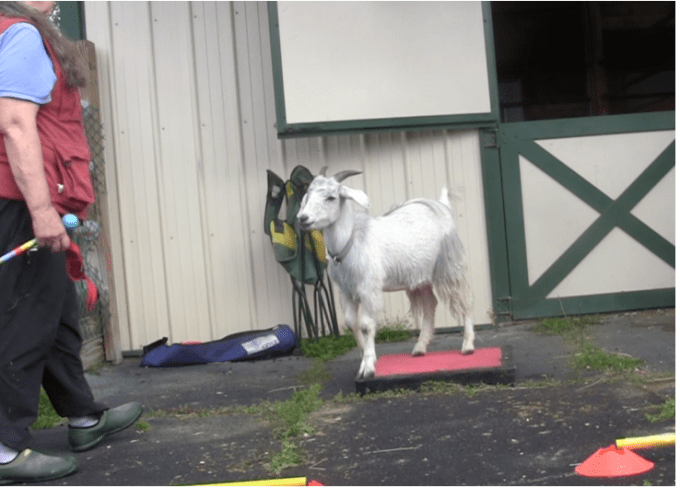 Goat diaries Day 5 P on platform.png