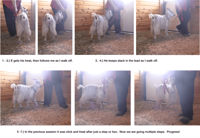 Goat Diaries Day 6 - E's Leading Progress - panel 1.png